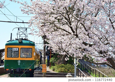 舊月形站的櫻花（新潟縣） 116772440
