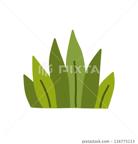 Bush isolated on a white background. 116773113