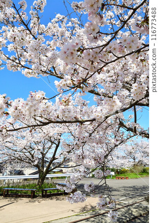 舊月形站的櫻花（新潟縣） 116773488