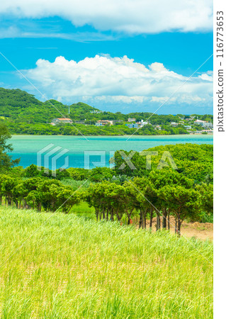 Spectacular view of Ishigaki Island: sea and trees Spectacular view of Ishigaki Island: sea and trees 116773653