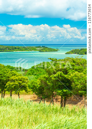 Spectacular view of Ishigaki Island: sea and trees Spectacular view of Ishigaki Island: sea and trees 116773654