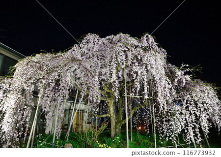 Weeping cherry tree at Yokota Clinic (Niigata Prefecture) 116773932
