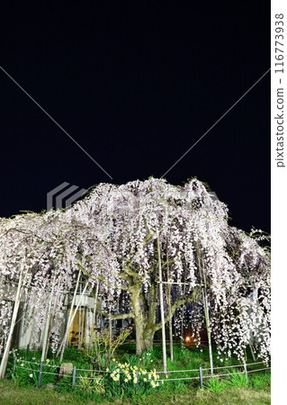 橫田診所的垂枝櫻花（新潟縣） 116773938