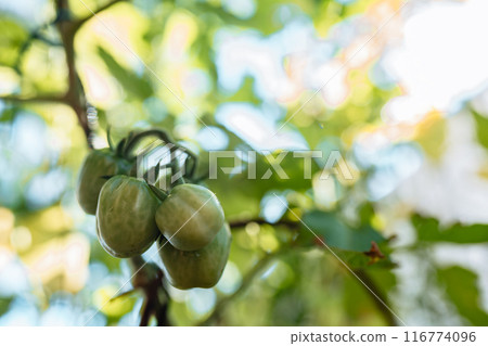 Green unripe cherry tomatoes on branch 116774096