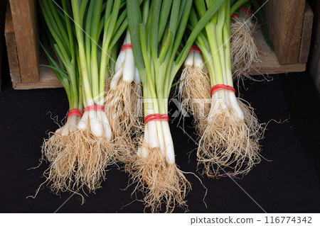 fresh chives healthy food green vegetable meal many white onions fresh chives healthy food green vegetable meal many white onions 116774342