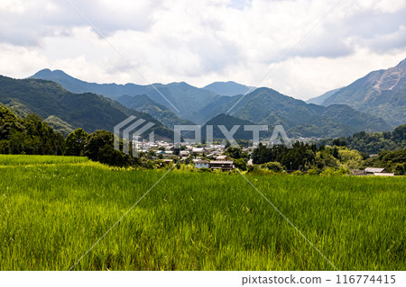 Terasaka Rice Terrace, Yokoze Town, Saitama Prefecture Terasaka Rice Terrace, Yokoze Town, Saitama Prefecture 116774415
