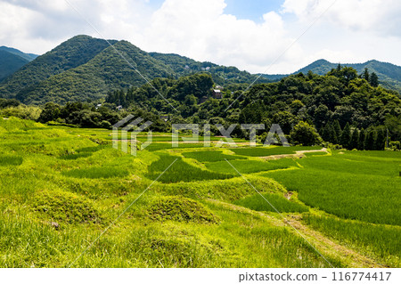 Terasaka Rice Terrace, Yokoze Town, Saitama Prefecture 116774417