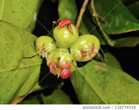 Ant on the water apple 116774538