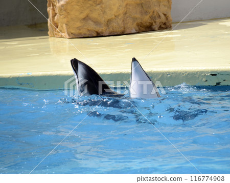 海豚表演 116774908