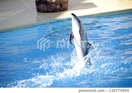 Dolphin show 116774909