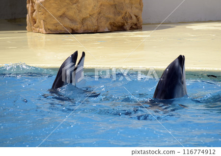 Dolphin show Dolphin show 116774912