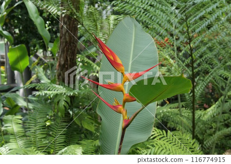 Heliconia latispata 116774915