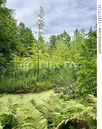The surface of the pond covered with weed and lily pads.A view of a pond in the middle of the forest with green plants. The surface of the pond covered with weed and lily pads.A view of a pond in the middle of the forest with green plants. 116775131