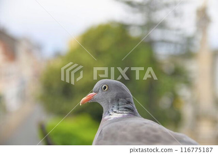 The head of a dove. View of a pigeon nesting on a window sill. Life of birds of prey in the city The head of a dove. View of a pigeon nesting on a window sill. Life of birds of prey in the city 116775187