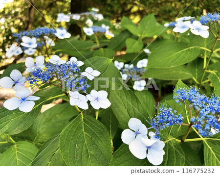 藍色繡球花 藍色繡球花 116775232