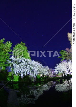 Cherry blossoms at night at Tenchoyama Park (Niigata Prefecture) 116775342