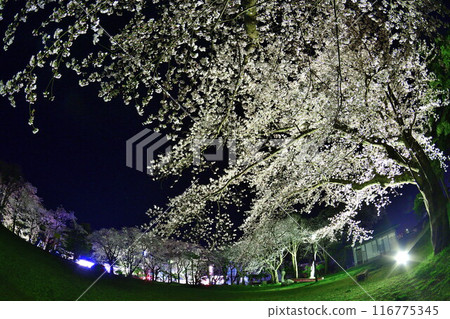 天長山公園的夜櫻（新潟縣） 116775345