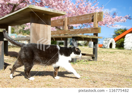 公園和貓 公園和貓 116775482