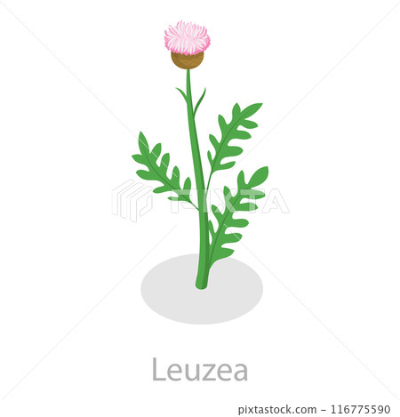 3D Isometric Flat Vector Set of Healing Herbs, Herbal Medicine. Item 1 116775590