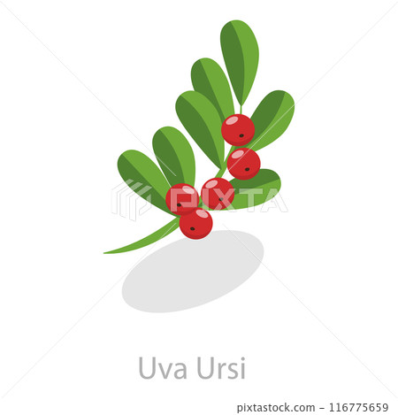 3D Isometric Flat Vector Set of Astringent Herbs, Natural Herbal Remedy. Item 9 116775659