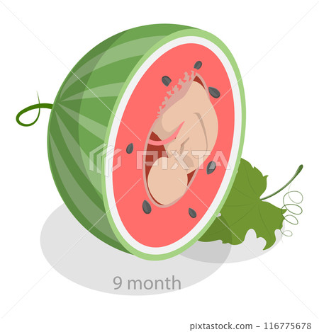 3D Isometric Flat Vector Illustration of Embryo Monthly Growth Stages, Human Fetus Development. Item 6 116775678
