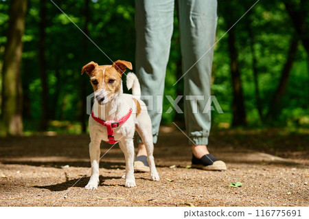 Woman Walking Dog in Park Woman Walking Dog in Park 116775691