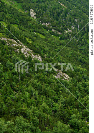 Dense Green Forest on Mountain Slope Dense Green Forest on Mountain Slope 116775692