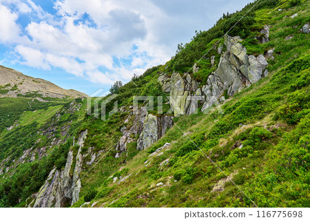 Rocky Mountain Slope with Green Vegetation 116775698