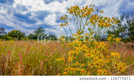 Picture of a bush with yellow flowers in front of a colorful summer meadow Picture of a bush with yellow flowers in front of a colorful summer meadow 116775871