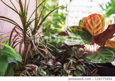close-up leaves tropical plant calathea in raindrops in rays sun 116775892