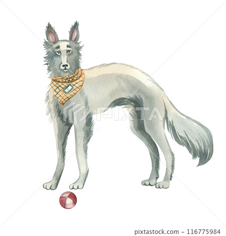 Windhound dog with a checkered bandana and a ball, all objects are painted in watercolors. Watercolor illustration. Suitable for printing on fabric, paper, scrapbooking and design. 116775984