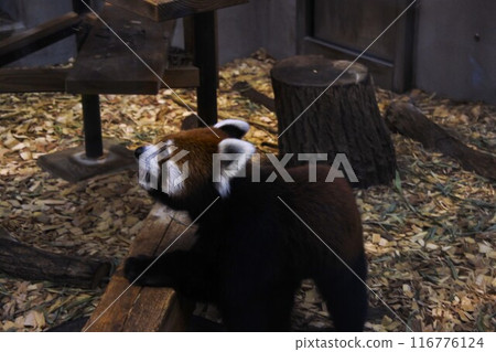 小熊貓四處走動 小熊貓四處走動 116776124