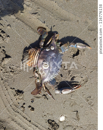 Crab on sand in summer day. Crab on beach in Italy Crab on sand in summer day. Crab on beach in Italy 116776138
