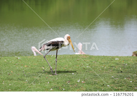 The Painted Stork bird (Mycteria leucocephala) in garden The Painted Stork bird (Mycteria leucocephala) in garden 116776201