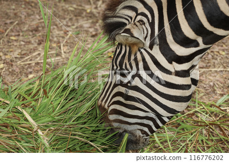 The close up head burchell zebra is eatting in farm The close up head burchell zebra is eatting in farm 116776202