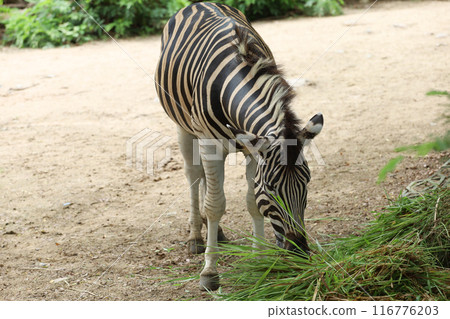 The family burchell zebra is eatting in farm 116776203