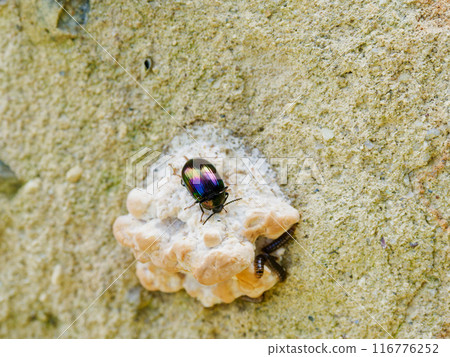 Iridescent beetle, Tenebrionidae, Tenebrionidae Iridescent beetle, Tenebrionidae, Tenebrionidae 116776252