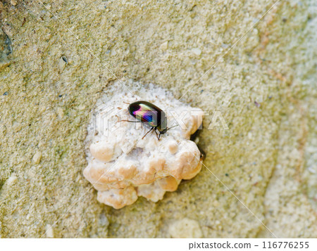 Iridescent beetle, Tenebrionidae, Tenebrionidae 116776255
