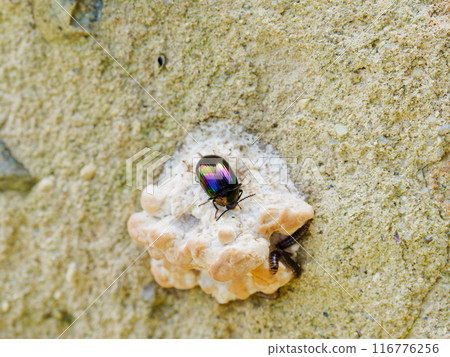 Iridescent beetle, Tenebrionidae, Tenebrionidae 116776256
