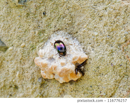虹彩甲蟲/地中海甲蟲 116776257