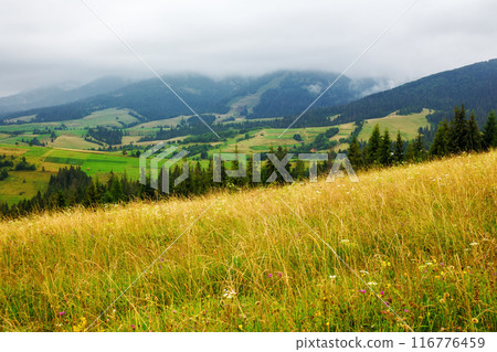 grassy field on the hill. rural valley in the distance. mountains below low hanging clouds. mountainous countryside of ukraine in summer. overcast weather grassy field on the hill. rural valley in the distance. mountains below low hanging clouds. mountainous countryside of ukraine in summer. overcast weather 116776459
