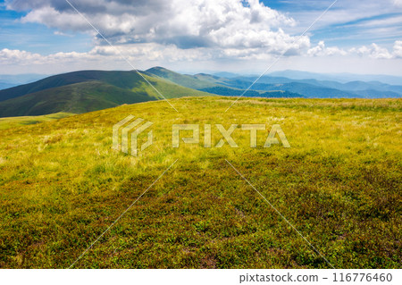 grassy meadow on a sunny day in summer. landscape of carpathian mountains of ukraine. clouds on the sky. alpine scenery grassy meadow on a sunny day in summer. landscape of carpathian mountains of ukraine. clouds on the sky. alpine scenery 116776460