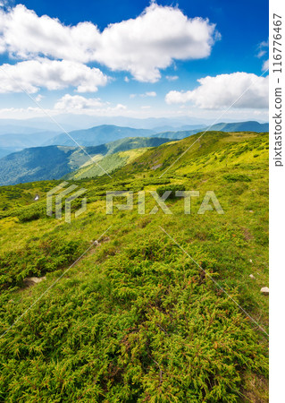 carpathian mountain landscape of ukraine in summer. grassy rolling hills of chornohora ridge beneath a blue sky with fluffy clouds carpathian mountain landscape of ukraine in summer. grassy rolling hills of chornohora ridge beneath a blue sky with fluffy clouds 116776467