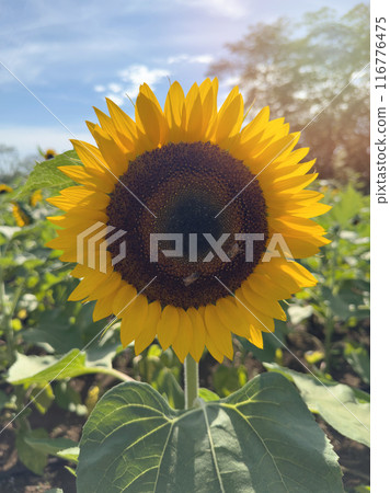 Sunflower with bees on it 116776475