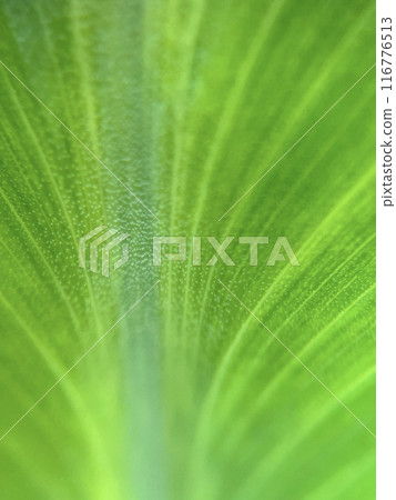 Close-up, macro shot of a leaf with beautiful veins 116776513