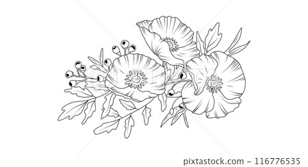 Poppy flower arrangement line art on white background. Silhouette botanical hand drawn element for wedding, invitation frame design, vector illustration 116776535