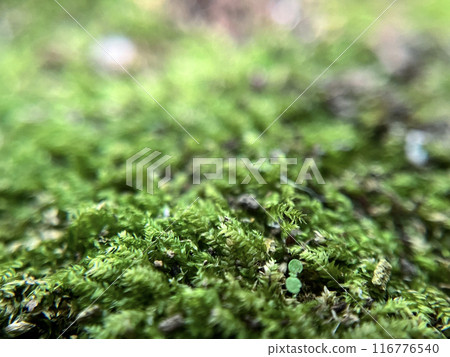 Lush moss close-up 116776540
