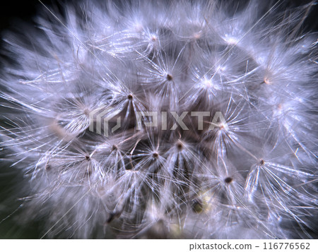 Dandelion fluff swaying in the summer breeze 116776562