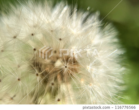 蒲公英的絨毛在夏日的微風中搖曳 116776566