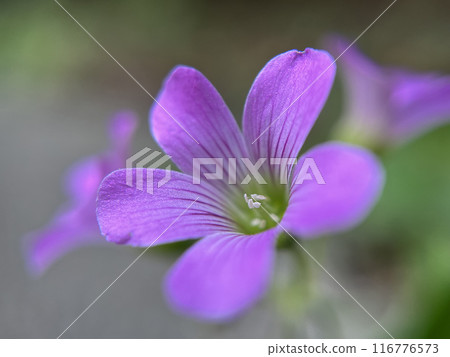 Close up of purple oxalis flower Close up of purple oxalis flower 116776573